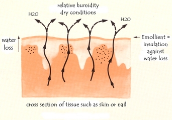 effect of relative humidity on nail water content